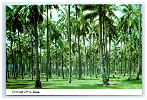 Postcard coconut grove coco - at,